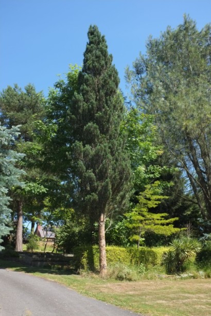 Pinus sylvestris Fastigiata для алей і живоплотів.